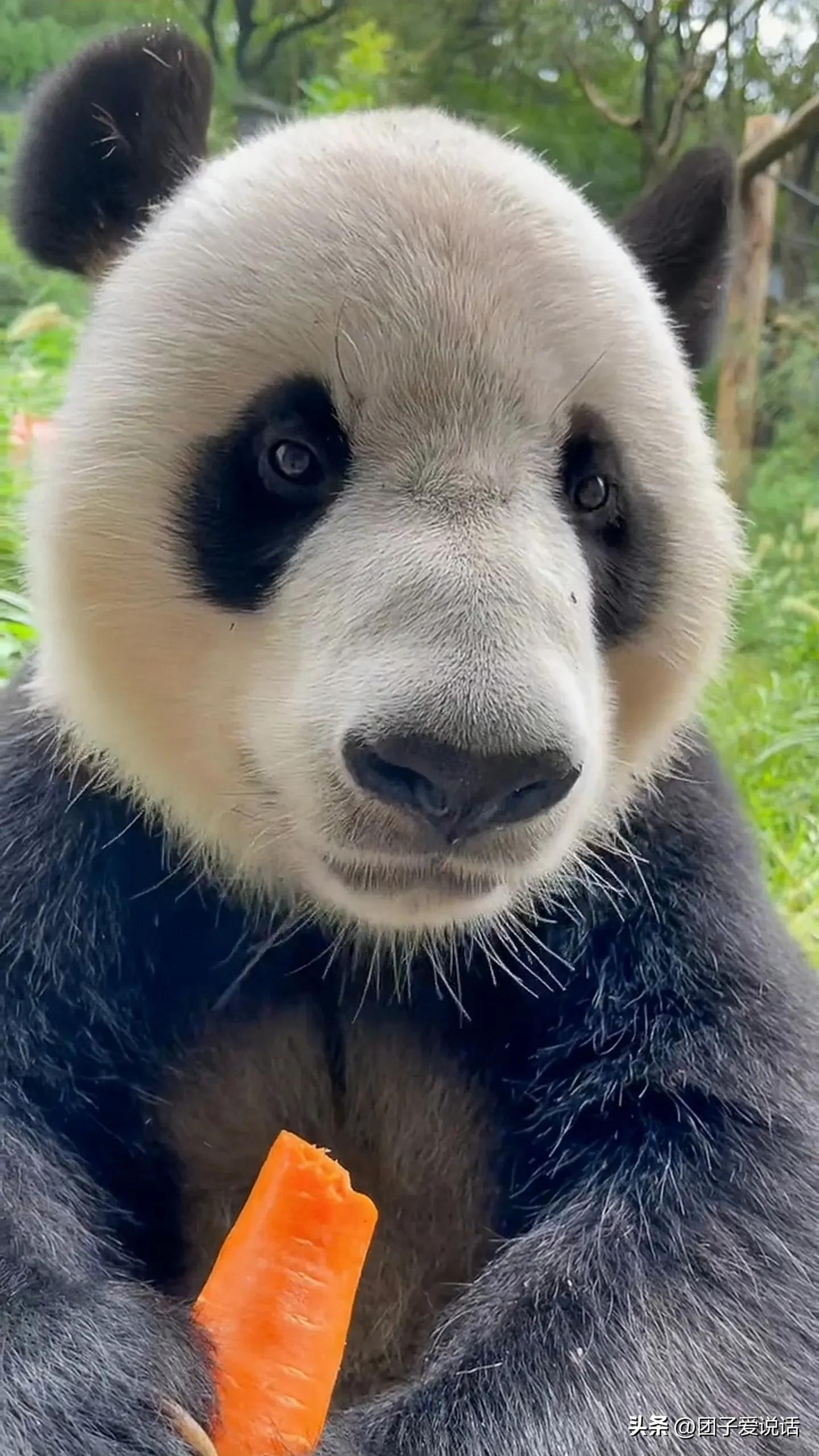 南京红山动物园(认识全国大熊猫之南京红山森林动物园) - 悦闻天下