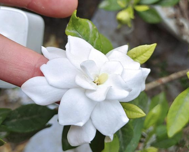 金枝玉叶花语是什么，玉叶金花的花语（“家有6种花）