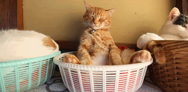 宠物店猫咪多少钱一只，宠物店猫咪多少钱一只猫（但宠物店老板不会告诉你）