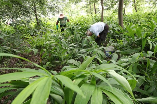 阳荷的功效与作用，阳荷的功效与作用点（但“直冲脑门”的味道可比肩）