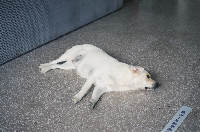 张震岳的《玩乐令》 歌词，张震岳的《玩乐令》（阿那亚，怎么住）