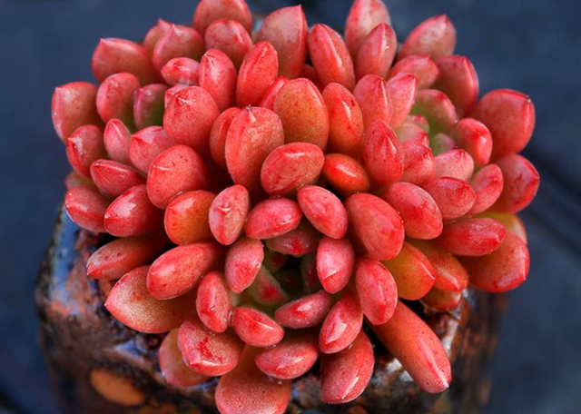 养着省心颜值高又爱长爆盆的多肉，这些多肉大普货