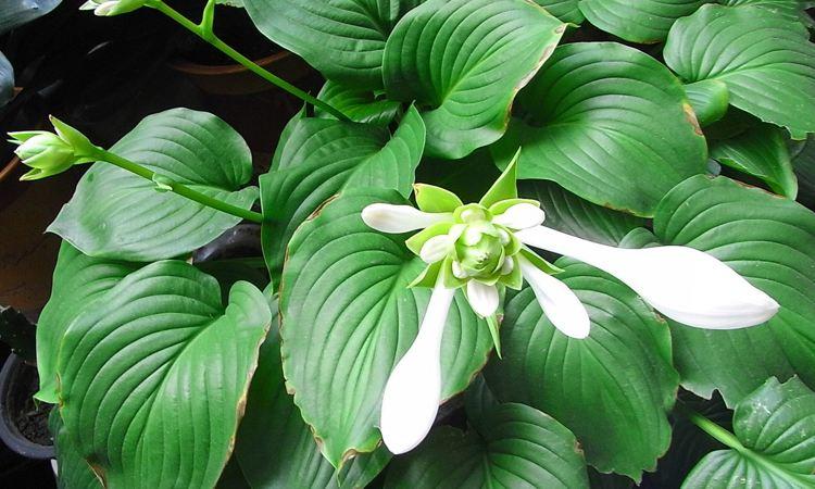 玉簪花,花名非常古典,韵味十足,它别名又叫白萼,白鹤仙,白鹤花,化骨莲