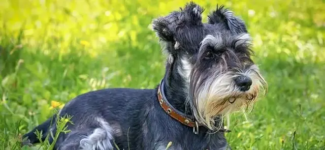 狗可以近亲繁殖吗，狗狗之间存在近亲繁殖吗（为何狗狗不仅会近亲繁殖）