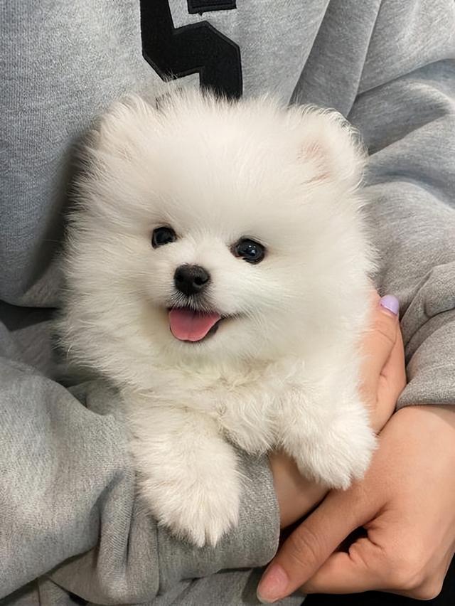 博美犬的优缺点，博美犬的优缺点及性格（博美优缺点：花2分钟看完）