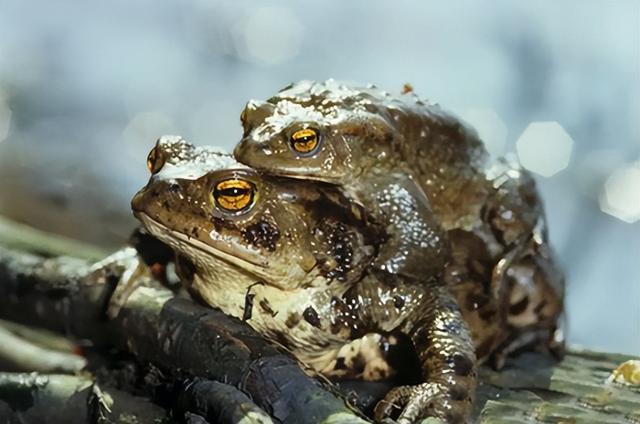 青蛙抱对意思是什么，青蛙抱对是在干什么（癞蛤蟆为何常抱在鲤鱼身上）