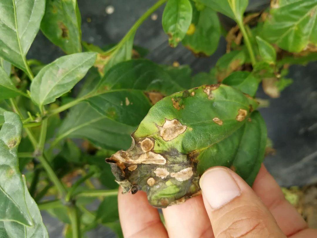 辣椒田间主要病虫害诊断及建议防治措施图片(辣椒中后期病虫害防治