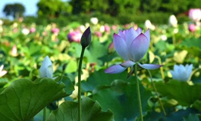 广州从化1天游行程，打卡草埔村荷花基地+香蜜山果园庄园