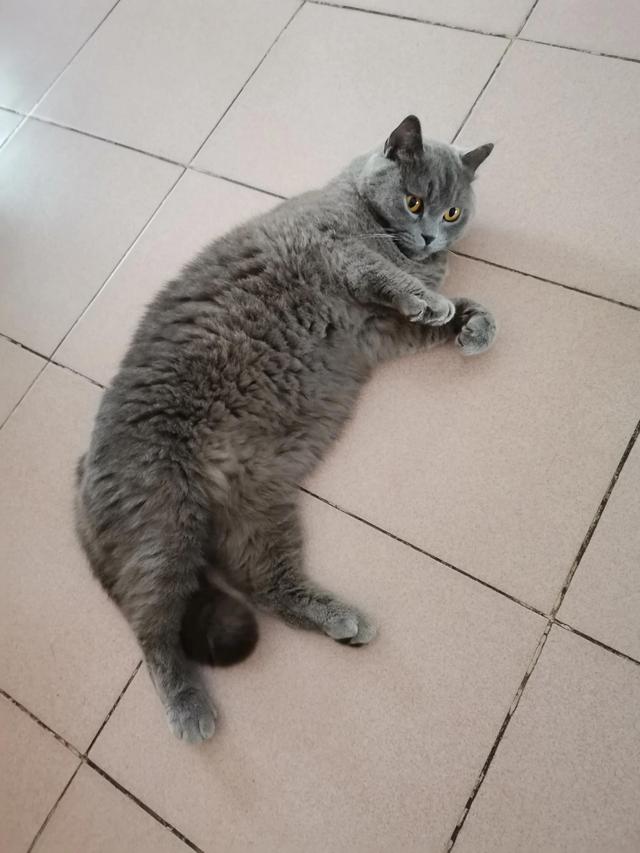 小灰灰可爱图片，好可爱的小灰灰，微信头像（我的动物朋友一一小灰灰）