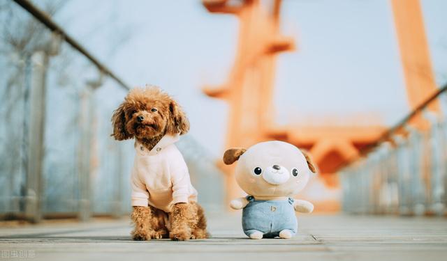 泰迪的优点和缺点，泰迪犬的优缺点看完你还会养吗（第4点很多人都不能接受）