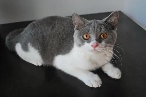 猫和老鼠里面的母猫现实品种，猫和老鼠中汤姆猫的原型究竟是什么品种