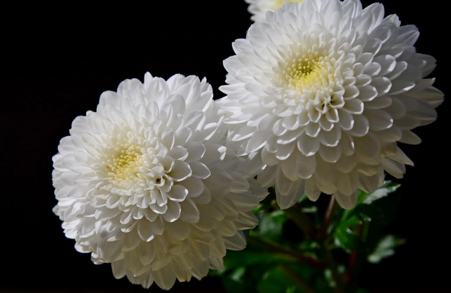 什么菊花泡茶最好，哪种菊花泡茶好喝（这3款菊花茶不容错过）