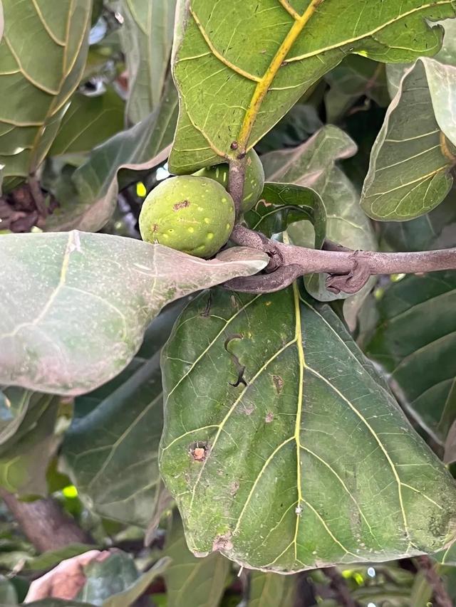 琴叶榕怎么养，琴叶榕怎么养粗壮（养好琴叶榕真不难）