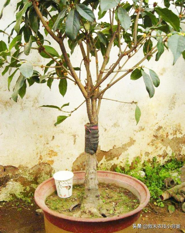 嫁接有哪两种方式，嫁接的方式有两种（桂花几月份嫁接）