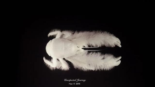 什么是具足虫，具足虫平安名堇（窥探奇异生物的世界）