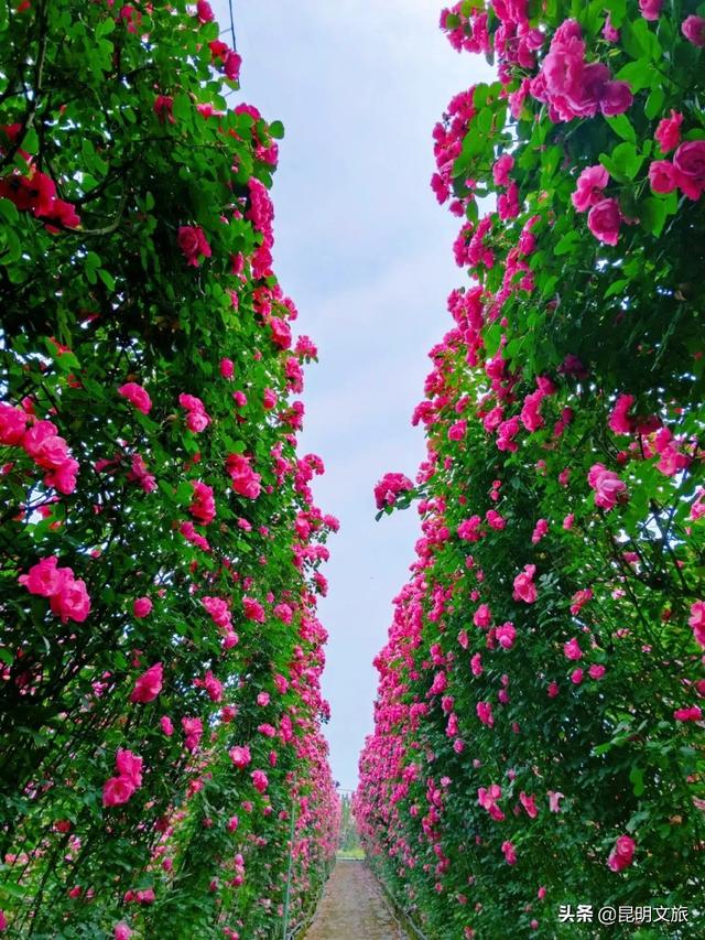 市花和市树是什么，杭州的市树和市花是什么（昆明400亩网红月季花海）