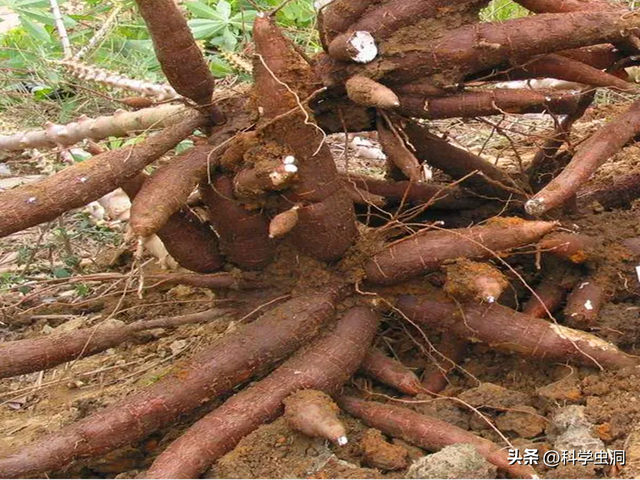 可以吃木薯吗，哺乳期可以吃木薯吗（为啥非洲人还大量种植）