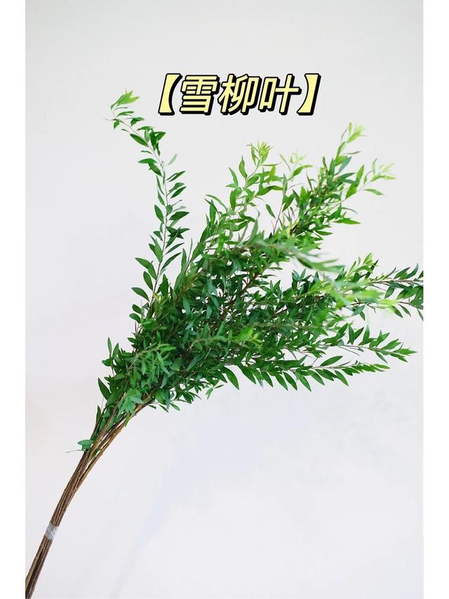 尤加利叶的花语是什么，尤加利叶属于什么类型的花材（花植店常用9种配草分享）