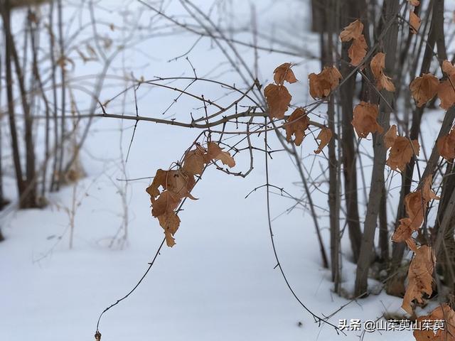 哈尔滨市有特色的西餐，<三>伏尔加庄园城堡西餐厅