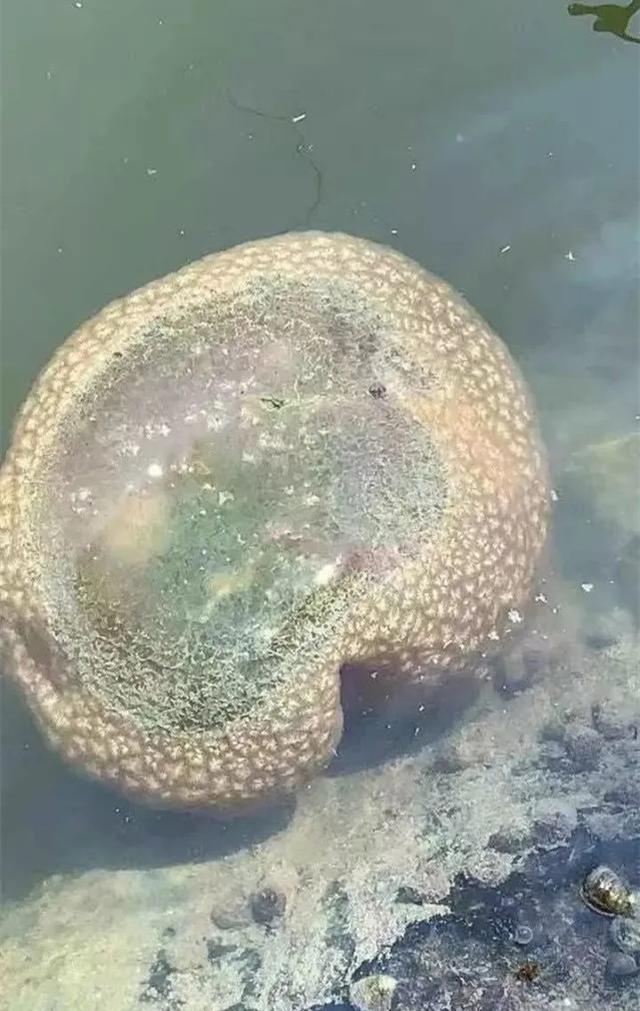太岁肉灵芝功效有哪些，百度百科太岁肉灵芝（不是植物也不是动物的一坨“肉”）