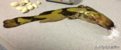 长江名贵鱼前十名，10大凶猛淡水鱼（我国保护的鱼类有87种）