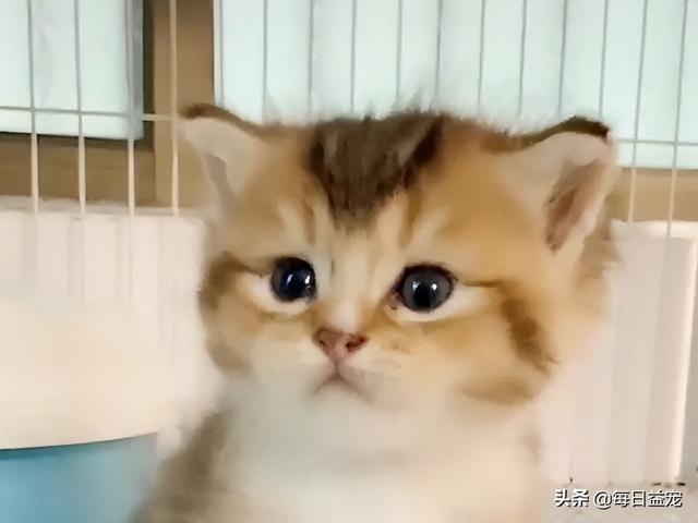 布偶猫多少钱一只幼崽，布偶猫多少钱一只纯种幼崽（还生了一窝谁也不像的崽）