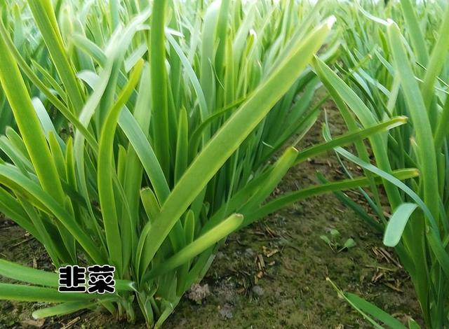 十大打农药最多的菜有哪些，哪种菜农药比较少（天生自带“驱虫”能力的10种蔬菜）