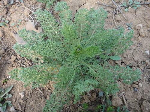 迷迷蒿是什么，迷迷蒿是什么草（田间杂草“播娘蒿”）