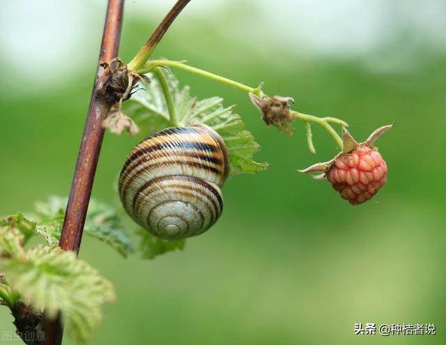 吡丙醚的优缺点，吡丙醚防治对象（果树春季杀虫剂的中流砥柱）