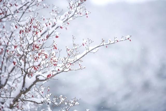 经典花诗歌句子，诗与花唯美句子（10首咏雪诗词）