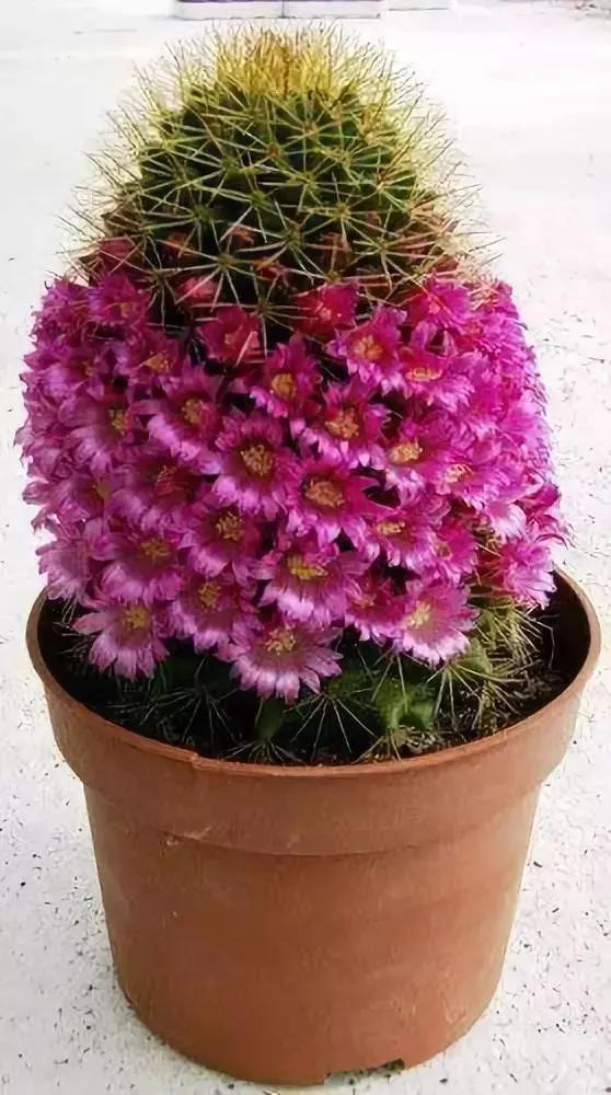 仙人掌开花图片，八种开花勤快的仙人掌植物（40多种罕见的仙人掌开花图）