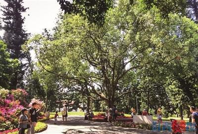 大叶樟的功效与作用，大叶樟木的功效与作用（寻厦门古树名木）