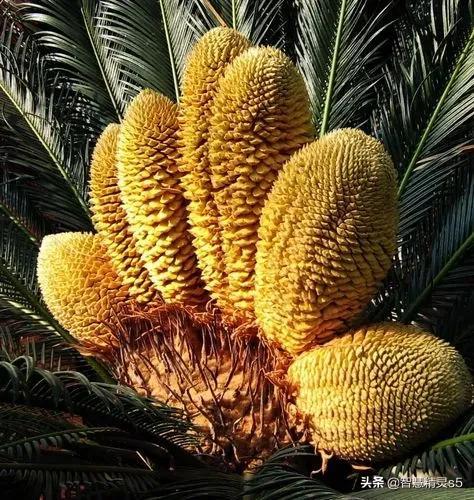 铁树开花的方法，铁树开花的方法有哪些（铁树开花了，也有芬芳的一天）