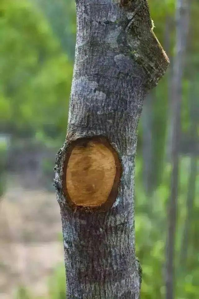 檀香木盆景图片，檀香木盆景养护与制作方法（它的生长好似半个动物孕化过程）