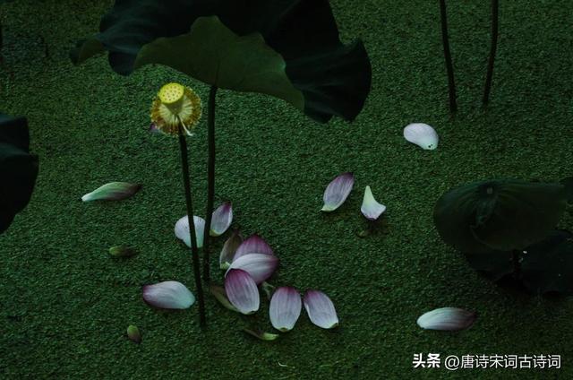 夏末初秋唯美句子，夏末初秋的环境描写（人间好时节）