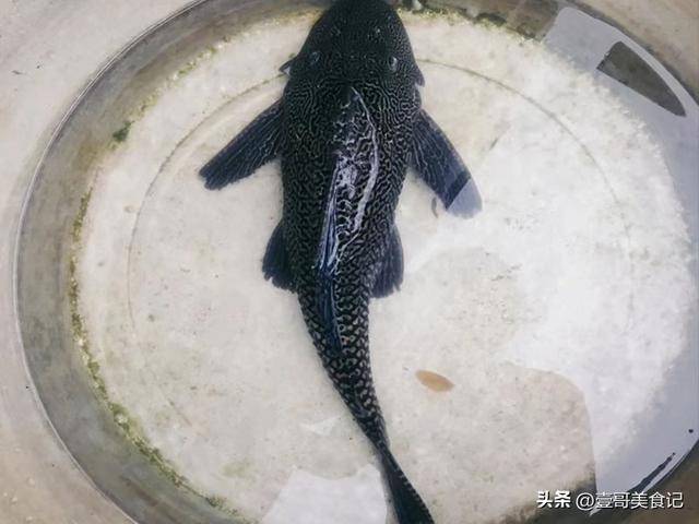 中国十大最脏鱼，中国十大最“脏”（体内含有大量的寄生虫和重金属）