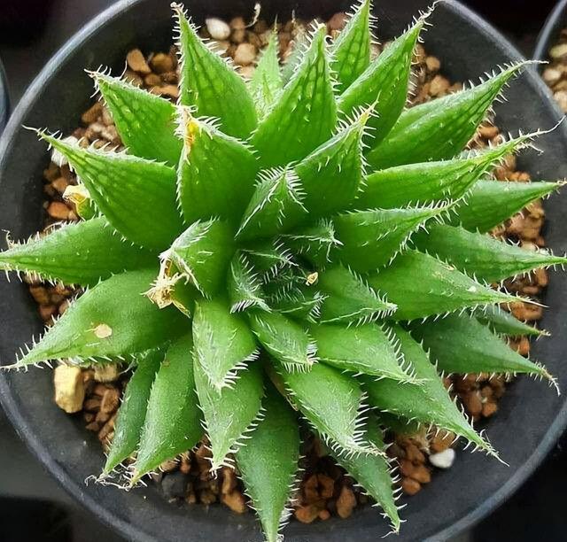 黑肌玉露的养殖和注意事项,黑肌玉露几个品种(那么这"10种普通货")