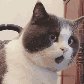 加菲猫价格多少钱一只，加菲猫多少钱一只（脾气“无敌棒”的4种猫）