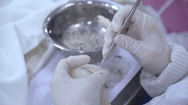 燕窝是怎么形成的，图解燕窝是怎么形成的（燕窝小常识----燕窝怎么来的）