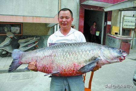 鲤鱼能活多少年，野生鲤鱼一年能长多大（“四大家鱼”最大能长多大）