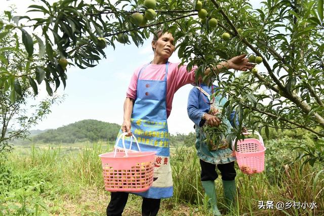 蜂糖李适合什么地区种植，蜂糖李好种吗（蜂糖李被誉为“李中贵族”）