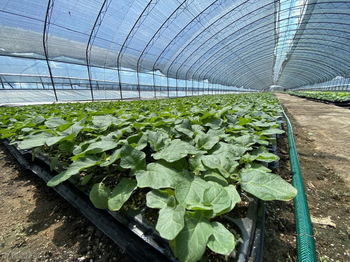 蔬菜大棚的搭建方法有哪些，蔬菜大棚的搭建方法有哪些图片（大棚蔬菜的土壤管理）