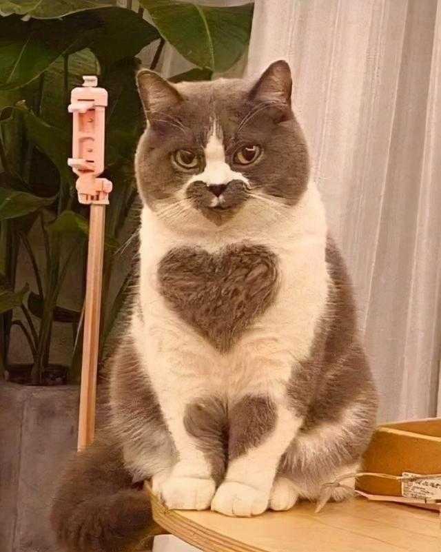 小猫咪 可爱图，小猫图片大全可爱图片大全图片（21张“搞笑”的猫咪图片）