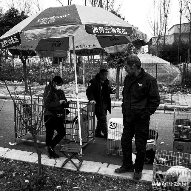 宠物市场在哪里，成都的宠物狗市场在那里呀（漯河宠物市场印象）