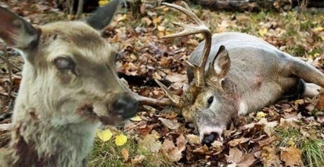 僵尸鹿是真的吗，僵尸鹿是不是真的（扩散非常迅速，会影响人类吗）