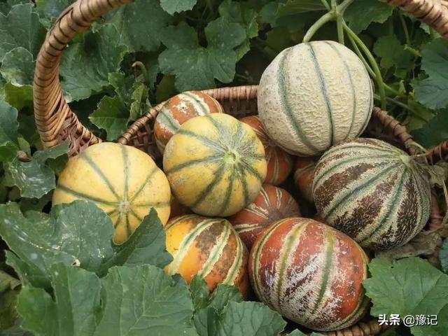 久红瓜怎么挑甜的，久红瓜口感怎么样（河南人的夏天不缺瓜）