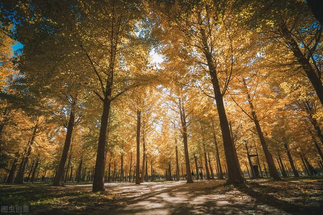 北京湿地公园有哪些景点好玩，北京公园推荐︱10个值得一去的免费公园