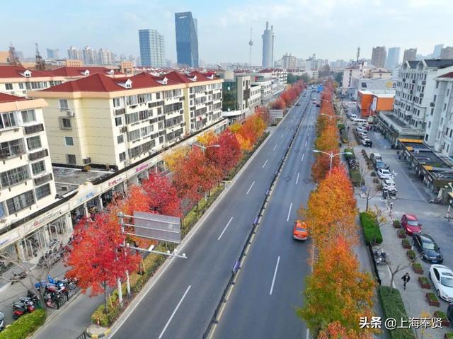 北美枫香叶子什么时候红，北美枫香叶子什么时候红的（南奉公路南桥段最近“枫枫火火”）