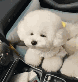 家庭适合养什么犬，十大最适合家庭养的宠物狗（9种最适合养的狗狗）