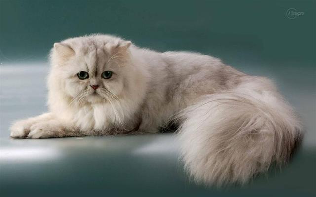 什么猫最温顺且掉毛不多，的4种猫，不易生气，也不记仇